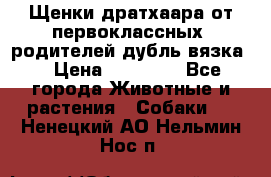 Щенки дратхаара от первоклассных  родителей(дубль вязка) › Цена ­ 22 000 - Все города Животные и растения » Собаки   . Ненецкий АО,Нельмин Нос п.